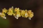 Slender threeseed mercury